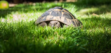 Eastern Hermann's tortoise, European terrestrial turtle, Testudo hermanni boettgeri, turtle on the lawn in nature