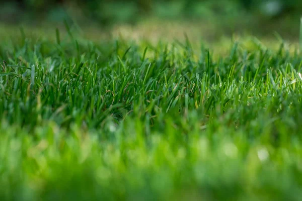 Nicely Cut Grass Garden — Stok fotoğraf