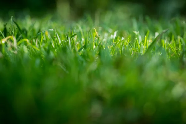 Nicely Cut Grass Garden — Fotografia de Stock