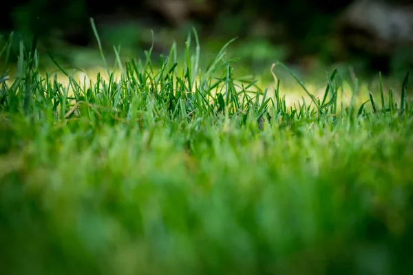 Nicely Cut Grass Garden —  Fotos de Stock
