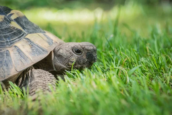 Eastern Hermann Tortoise European Terrestrial Turtle Testudo Hermanni Boettgeri Turtle — Stock fotografie