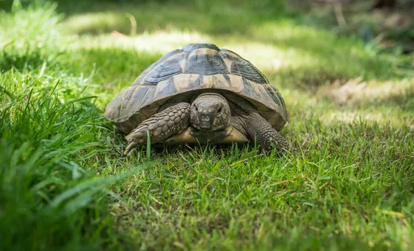 Eastern Hermann Tortoise European Terrestrial Turtle Testudo Hermanni Boettgeri Turtle —  Fotos de Stock