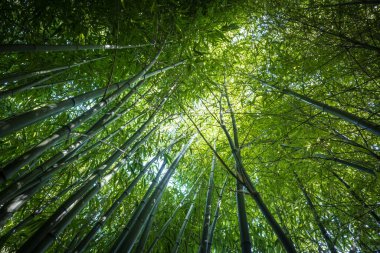 bamboos in a bamboo forest