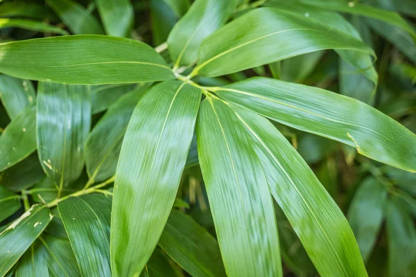 Бамбуки Бамбуковому Лісі — стокове фото