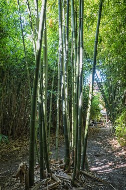 bamboos in a bamboo forest