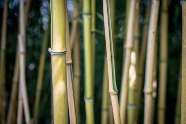bamboos in a bamboo forest