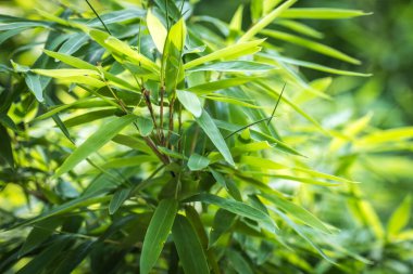 bamboos in a bamboo forest