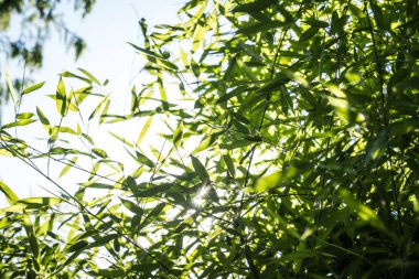 bamboos in a bamboo forest