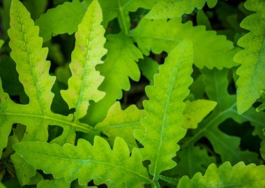 ferns in the undergrowth of a nice bamboo forest