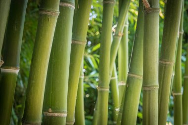 bamboos in a bamboo forest