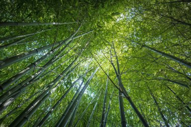 bamboos in a bamboo forest
