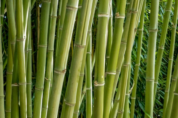bamboos in a bamboo forest