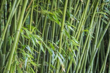 bamboos in a bamboo forest