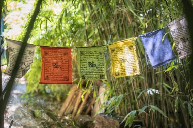 bamboos in a bamboo forest