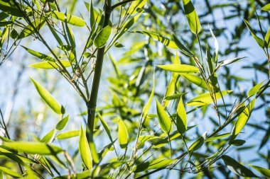 Bambular bambu ormanında