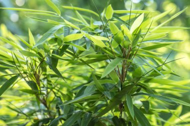bamboos in a bamboo forest