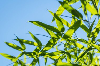 Bambular bambu ormanında