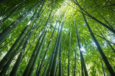 bamboos in a bamboo forest