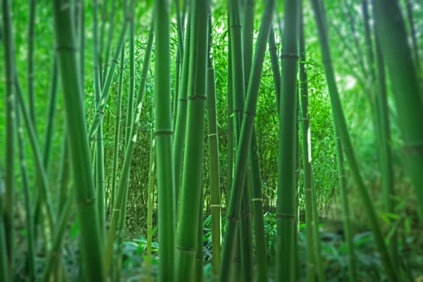 Bamboos Bamboo Forest — 图库照片