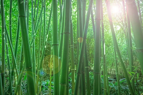 Bambous Dans Une Forêt Bambous — Photo