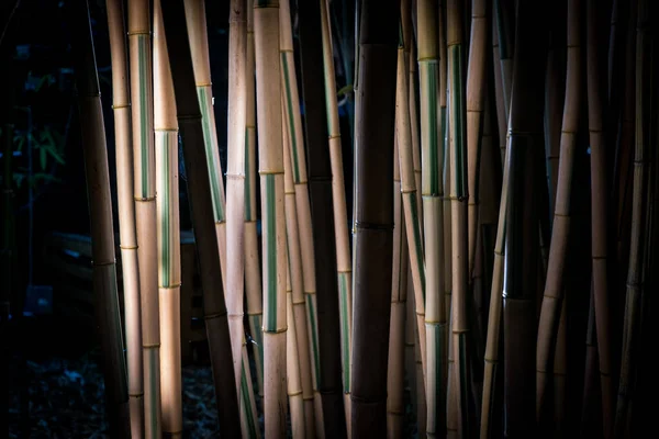 Бамбуки Бамбуковом Лесу — стоковое фото