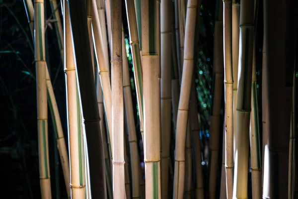 Bambus Uma Floresta Bambu — Fotografia de Stock