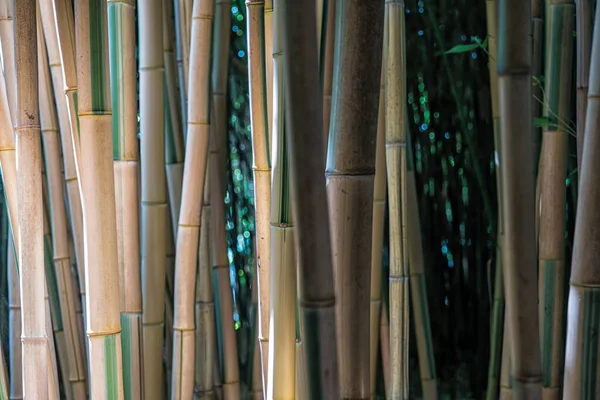 Bamboos Bamboo Forest —  Fotos de Stock