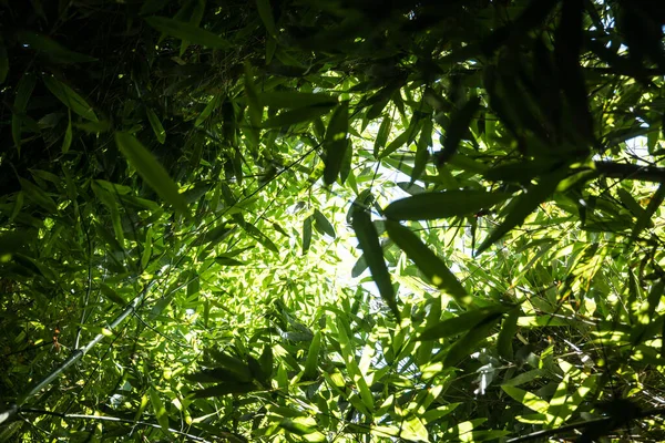 Бамбуки Бамбуковому Лісі — стокове фото