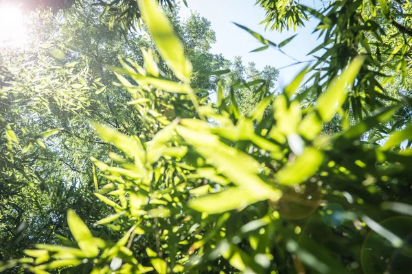 Bambous Dans Une Forêt Bambous — Photo
