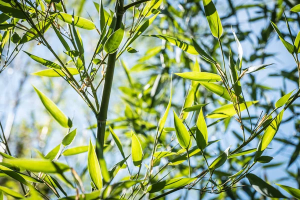 Bambusse Einem Bambuswald — Stockfoto