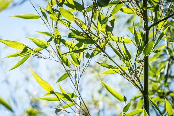 Bambus Lesie Bambusowym — Zdjęcie stockowe