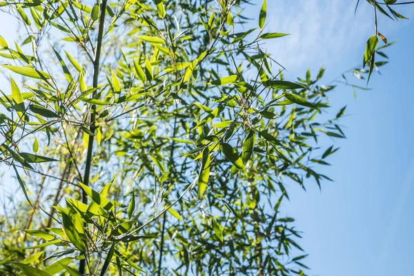 竹林中的竹子 — 图库照片