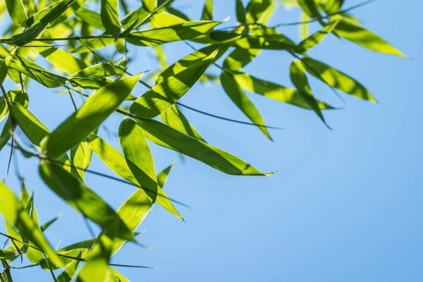 Bambus Lesie Bambusowym — Zdjęcie stockowe