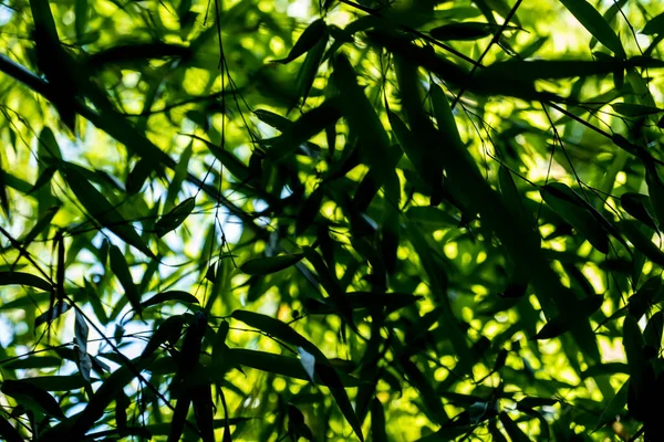 Bamboos Bamboo Forest — ストック写真