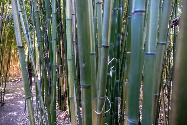 Bamboos Bamboo Forest — Stock Photo, Image