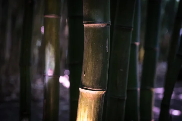 Bamboos Bamboo Forest — Stock Photo, Image