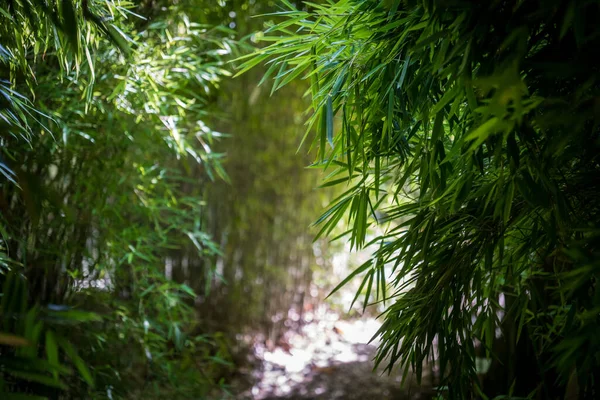 Bamboos Bamboo Forest — Photo