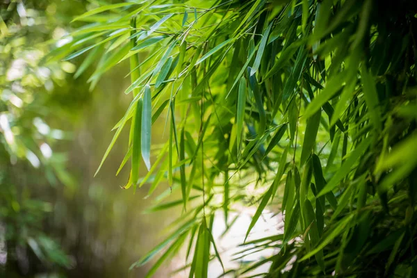Bamboos Bamboo Forest — 图库照片