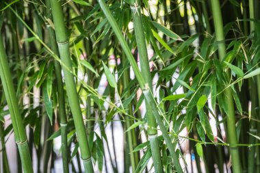 bamboos in a bamboo forest