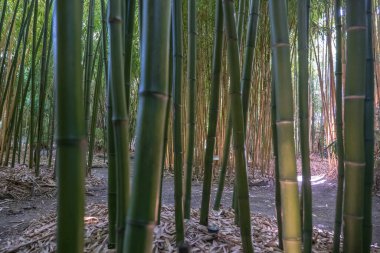 bamboos in a bamboo forest