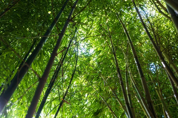 Bambù Una Foresta Bambù — Foto Stock