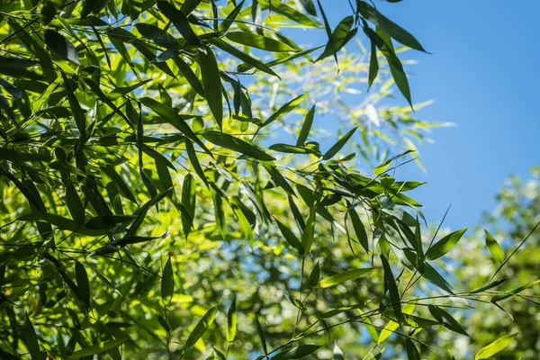 Bambu Bambumetsässä — kuvapankkivalokuva