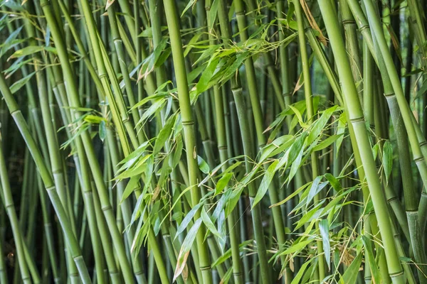 bamboos in a bamboo forest