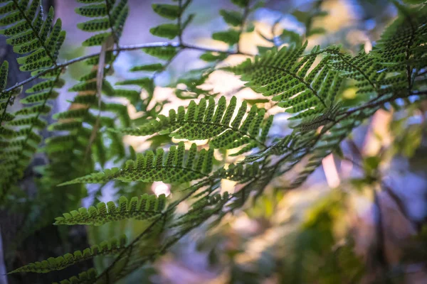 Ferns Undergrowth Nice Bamboo Forest — Stock Photo, Image