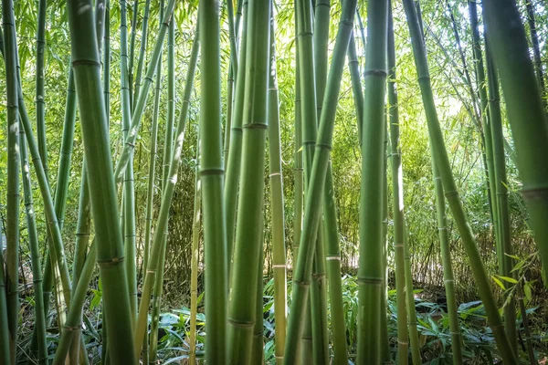 Bamboos Bamboo Forest — Stock fotografie