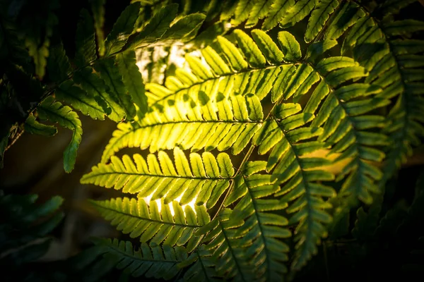 Ferns Undergrowth Nice Bamboo Forest — Zdjęcie stockowe