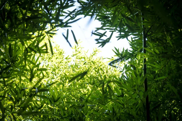 Bamboos Bamboo Forest — Stockfoto