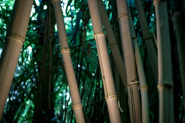 Bambúes Bosque Bambú — Foto de Stock