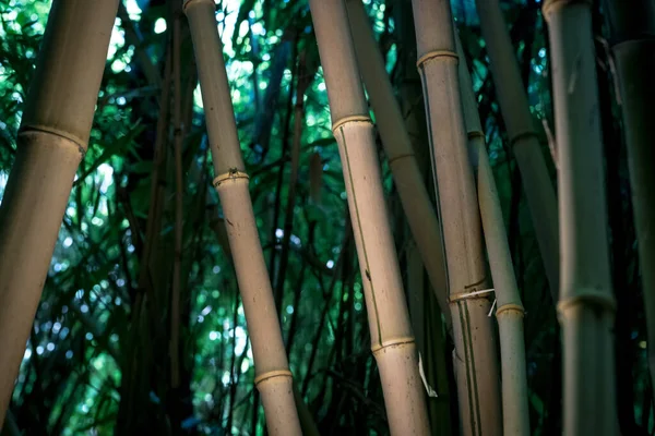 Bamboos Bamboo Forest — Stock Photo, Image