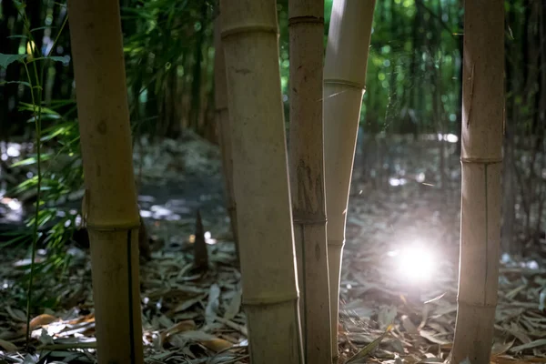 Bambular Bambu Ormanında — Stok fotoğraf